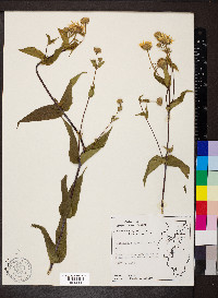 Helianthus divaricatus image