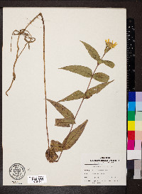 Helianthus divaricatus image