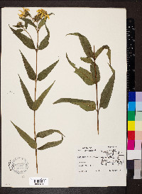 Helianthus divaricatus image