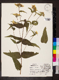 Helianthus divaricatus image