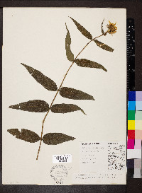 Helianthus divaricatus image