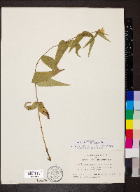 Helianthus divaricatus image