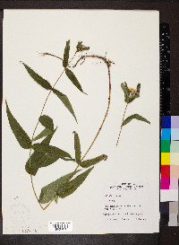 Helianthus divaricatus image