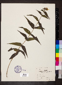 Helianthus divaricatus image