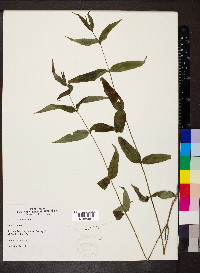 Helianthus divaricatus image