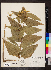 Helianthus divaricatus image