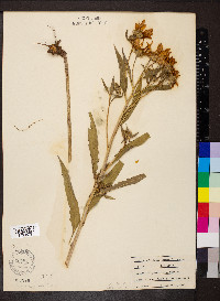 Helianthus grosseserratus image