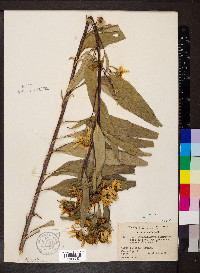 Helianthus grosseserratus image