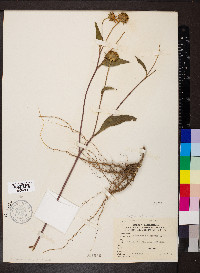 Helianthus grosseserratus image