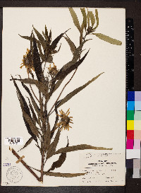 Helianthus grosseserratus image