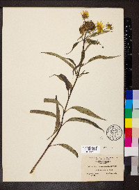 Helianthus grosseserratus image