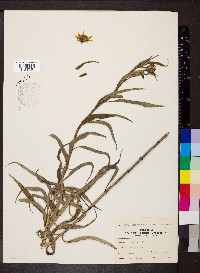 Helianthus grosseserratus image