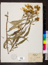 Helianthus grosseserratus image