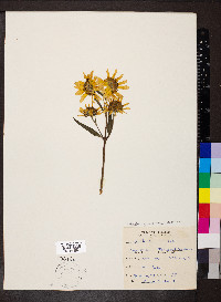 Helianthus grosseserratus image