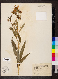 Helianthus grosseserratus image