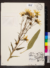 Helianthus grosseserratus image