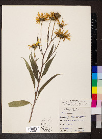 Helianthus grosseserratus image