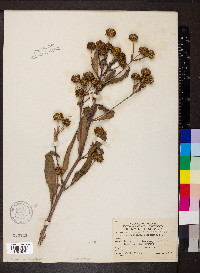Helianthus grosseserratus image