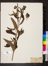 Helianthus grosseserratus image