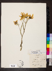 Helianthus grosseserratus image