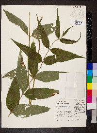 Helianthus hirsutus image