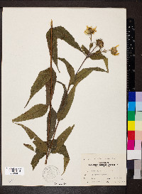 Helianthus hirsutus image