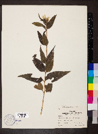 Helianthus hirsutus image