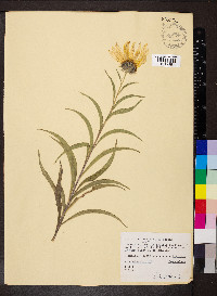 Helianthus maximiliani image