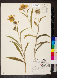 Helianthus maximiliani image