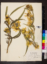 Helianthus maximiliani image