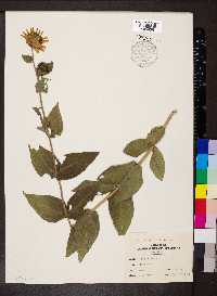 Helianthus mollis image