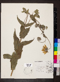 Helianthus mollis image