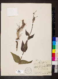 Helianthus mollis image