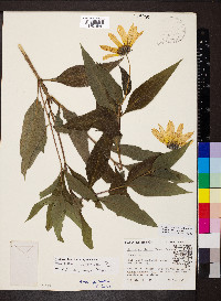 Helianthus pauciflorus subsp. pauciflorus image