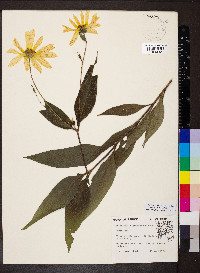 Helianthus pauciflorus subsp. pauciflorus image