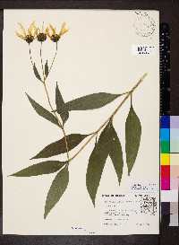 Helianthus pauciflorus subsp. pauciflorus image