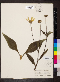 Helianthus pauciflorus subsp. pauciflorus image