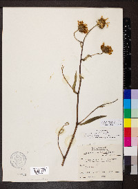 Helianthus pauciflorus subsp. pauciflorus image