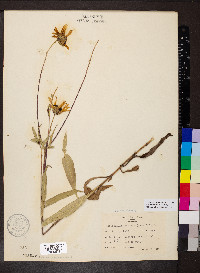 Helianthus pauciflorus subsp. pauciflorus image