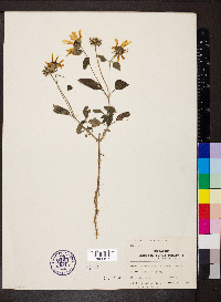 Helianthus petiolaris image