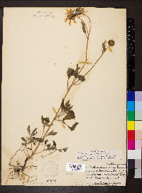 Helianthus petiolaris image