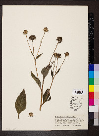 Helianthus petiolaris image