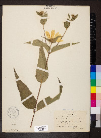 Helianthus strumosus image