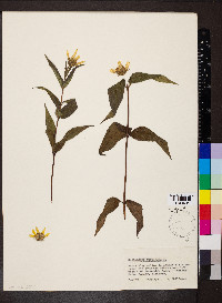 Helianthus strumosus image