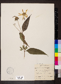 Helianthus strumosus image