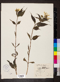 Helianthus strumosus image