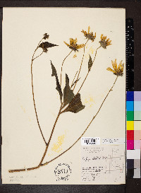 Helianthus tuberosus image