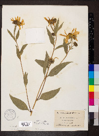 Helianthus tuberosus image