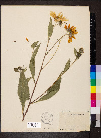 Helianthus tuberosus image