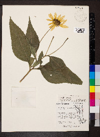 Helianthus tuberosus image